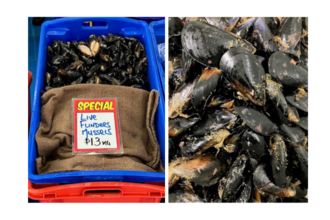 Flinders mussels - Blue mussels.png